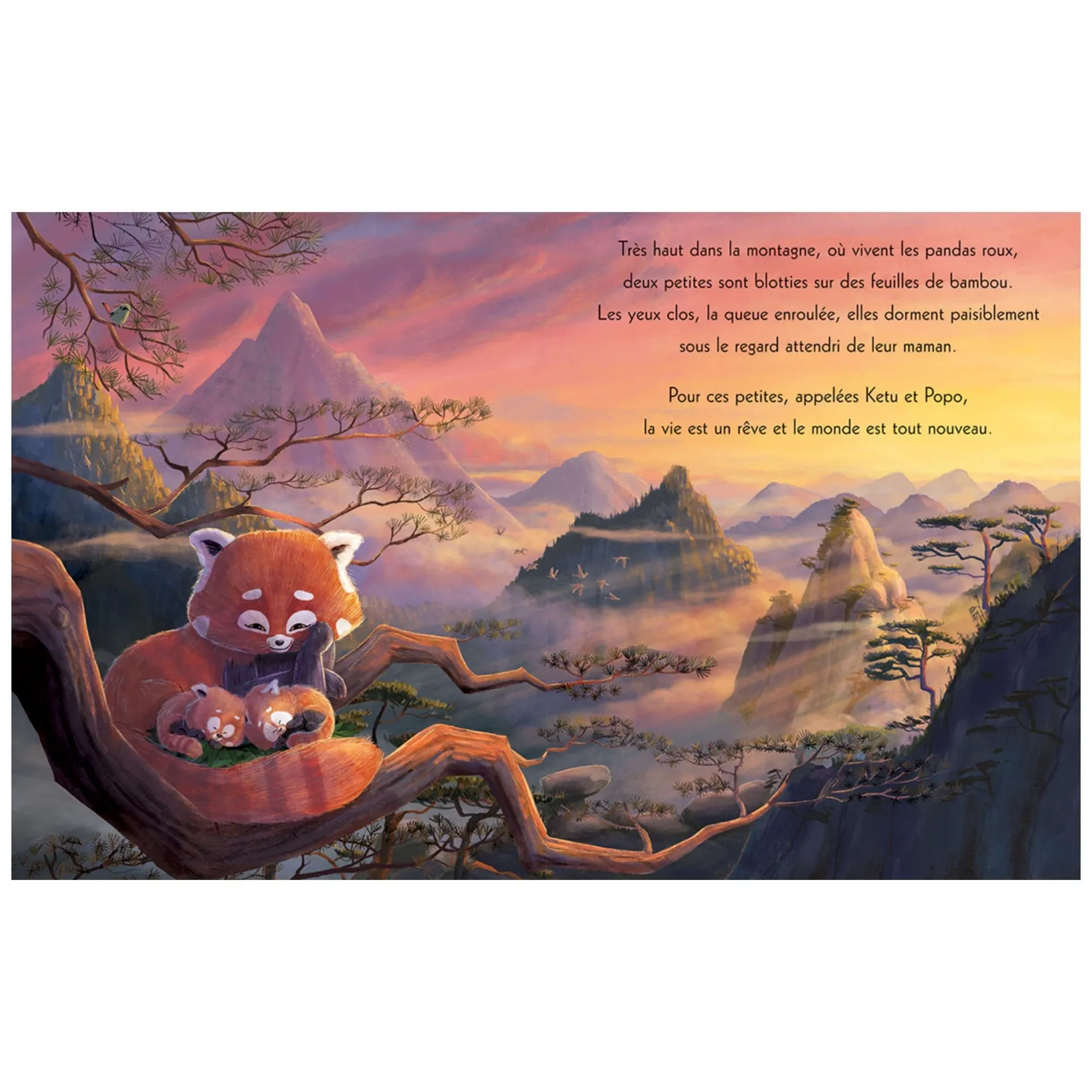 Sale Les Pandas 4 Years And Over|2 Years And Over